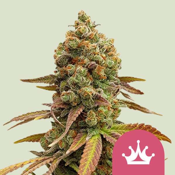 Special Queen 1 cannabis flower bud with hell green background
