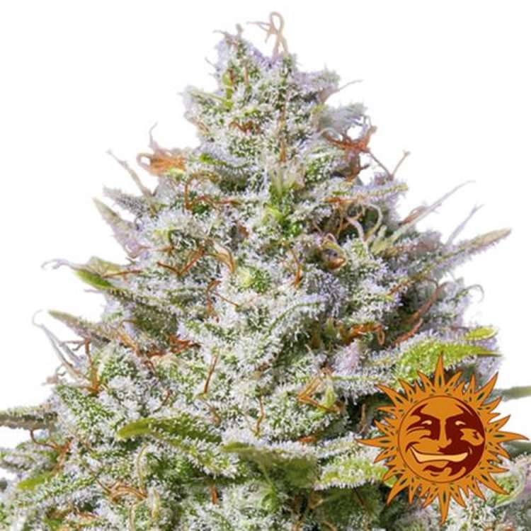 Strawberry Lemonade cannabis flower bud and orange barneys farm sun logo in the right lower corner