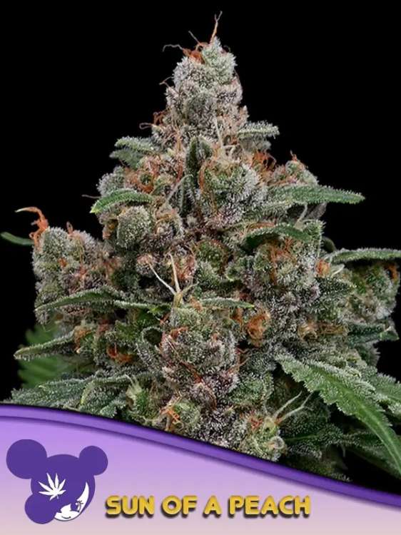 Egy őszibarackos kannabisz virágrügy napja fekete háttérrel és egy lila hajú hölgy arcával ellátott logóval az Anesia Seedtől a bal alsó sarokban