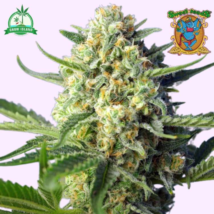 S.A.D. hemp flower bud