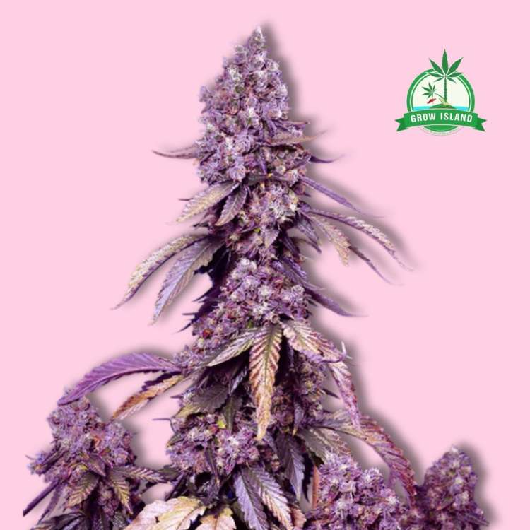 Black Muffin F1  hemp flower long bud with pink background and green Grow Island logo in the right corner
