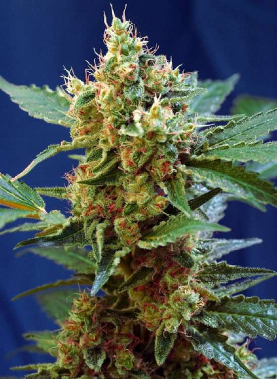 Cream Mandarine XL hemp flower bud