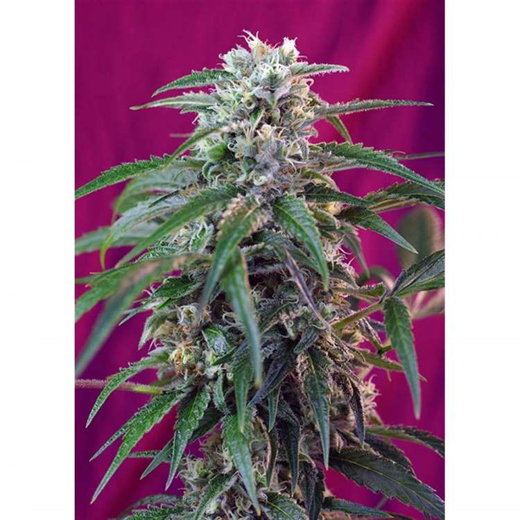 Green Poison hemp flower bud