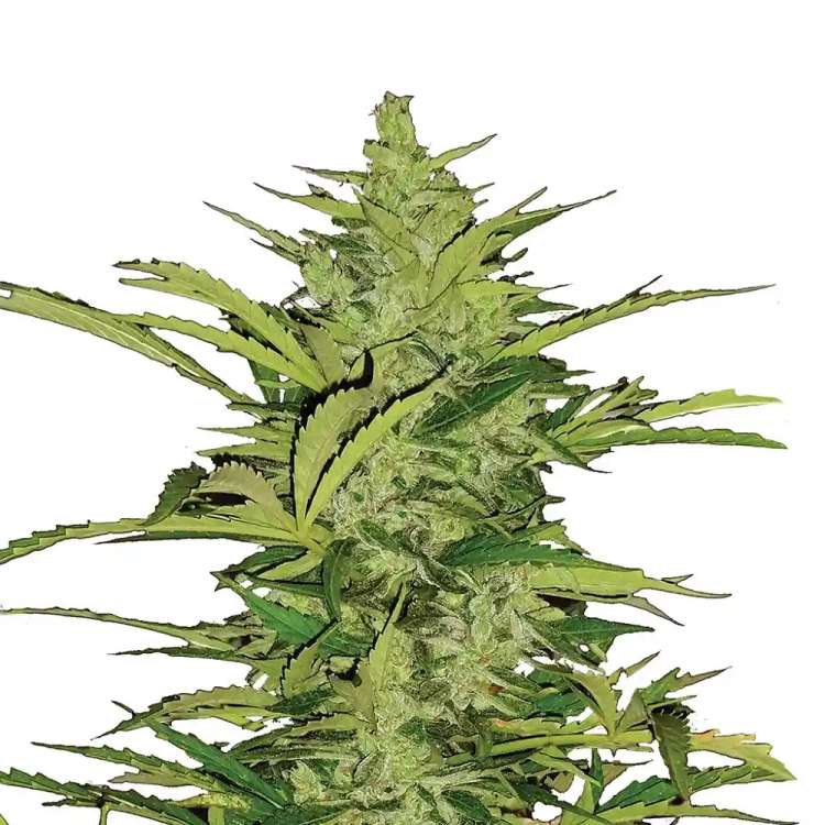 Green Poison hemp flower bud