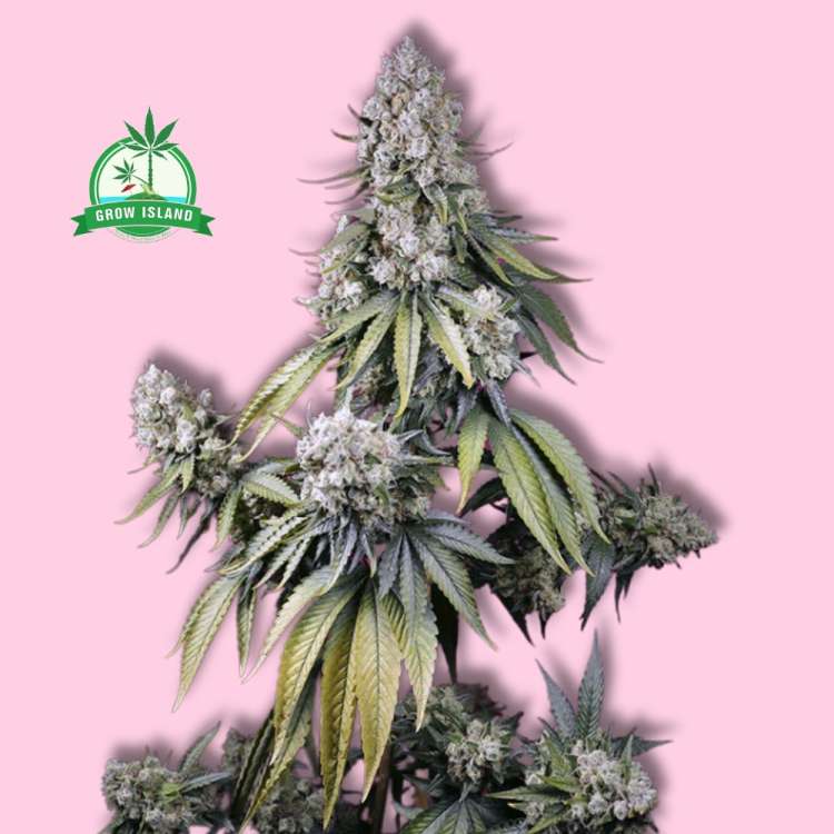 Jealousy Z XL auto hemp flower long bud with pink background and green Grow Island logo in the left corner
