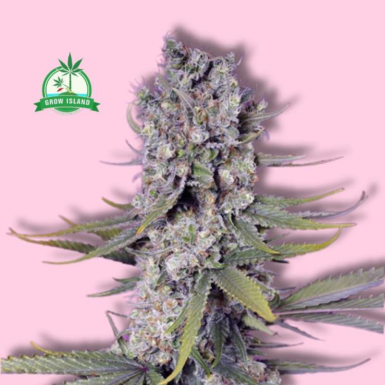 Papaya Zoap F1 hemp flower long bud with pink background and green Grow Island logo in the left corner