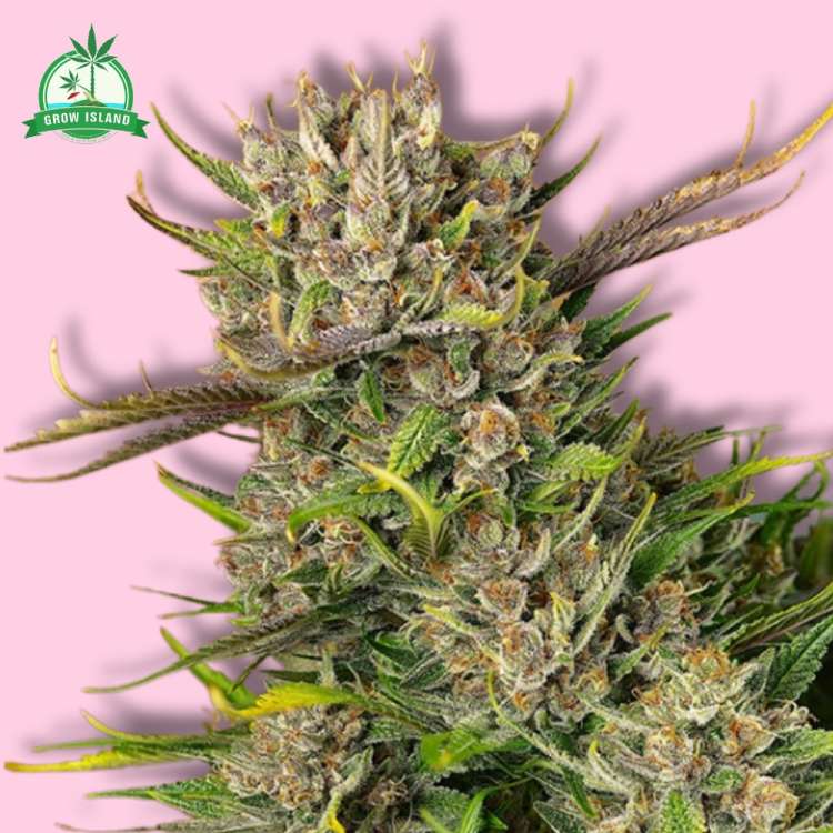 Papaya Zoap auto hemp flower long bud with pink background and green Grow Island logo in the left corner