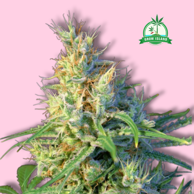 Psicodelicia hemp flower long bud with pink background and green Grow Island logo in the right corner
