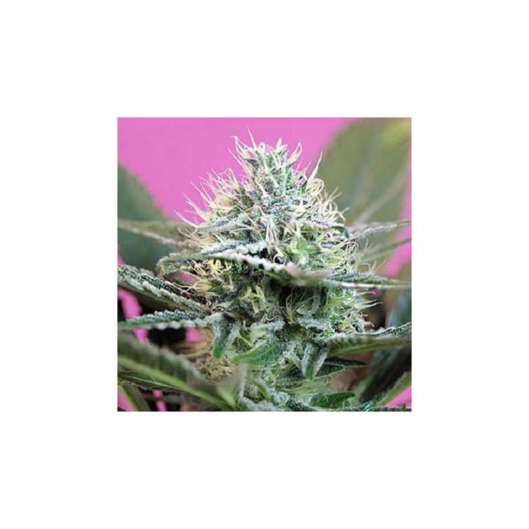 Speed hemp flower bud