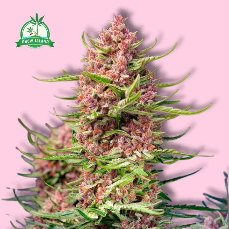 Strawberry Cola Sherbet F1 hemp flower long bud with pink background and green Grow Island logo in the left corner