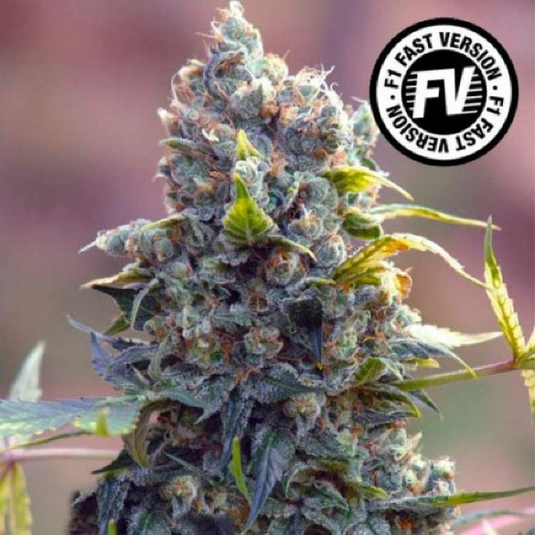 Sweet Cheese F1 hemp flower bud