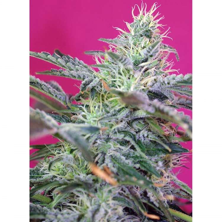 Sweet Cheese XL hemp flower bud