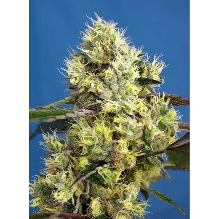 Sweet Gelato hemp flower bud