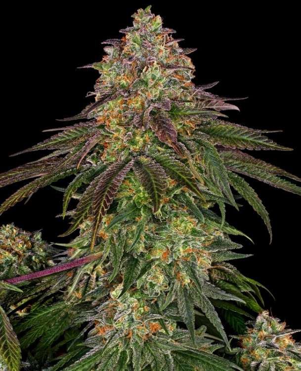 Sweet Cherry Kush hemp flower