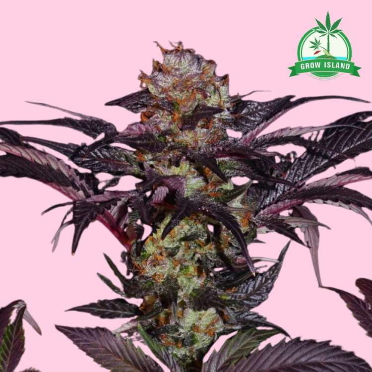 T. H. Seeds / FEM / Banana Candy Krush