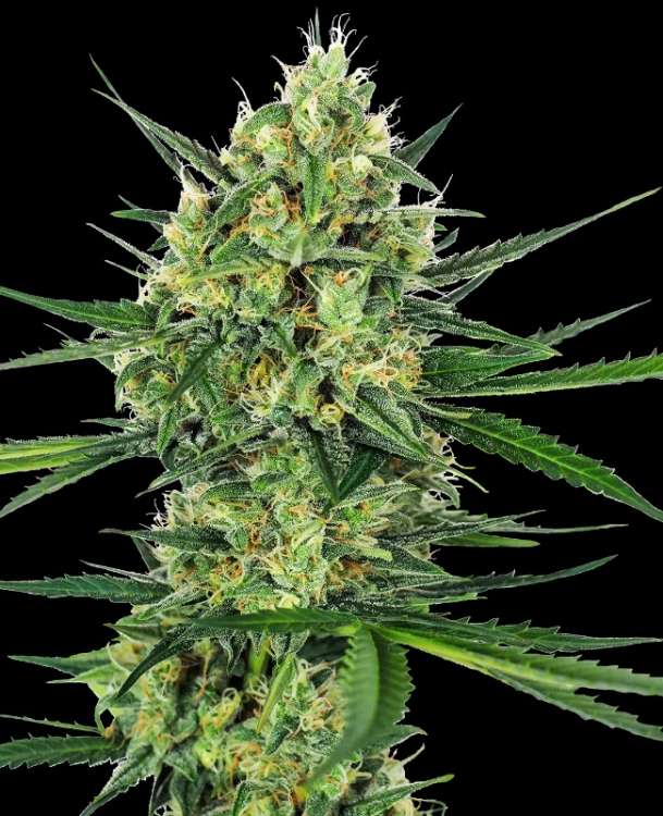 Tangerine Sugar hemp flower