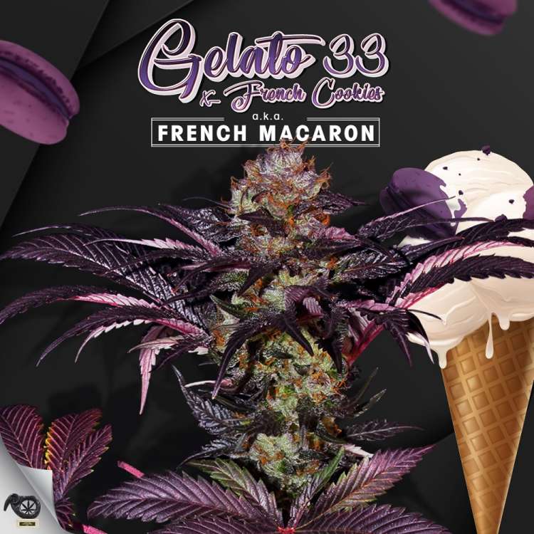 T. H. Seeds / FEM / French Macaron