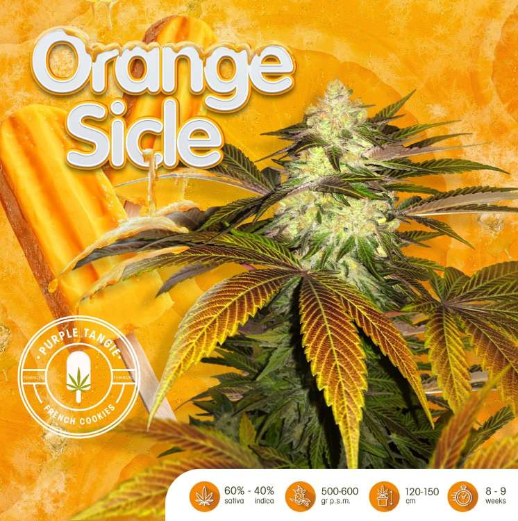 T. H. Seeds / FEM / Orangesicle