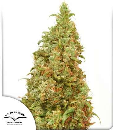 THC-Victory  cannabis flower and Dutch Passion logo in thhe lower left corner