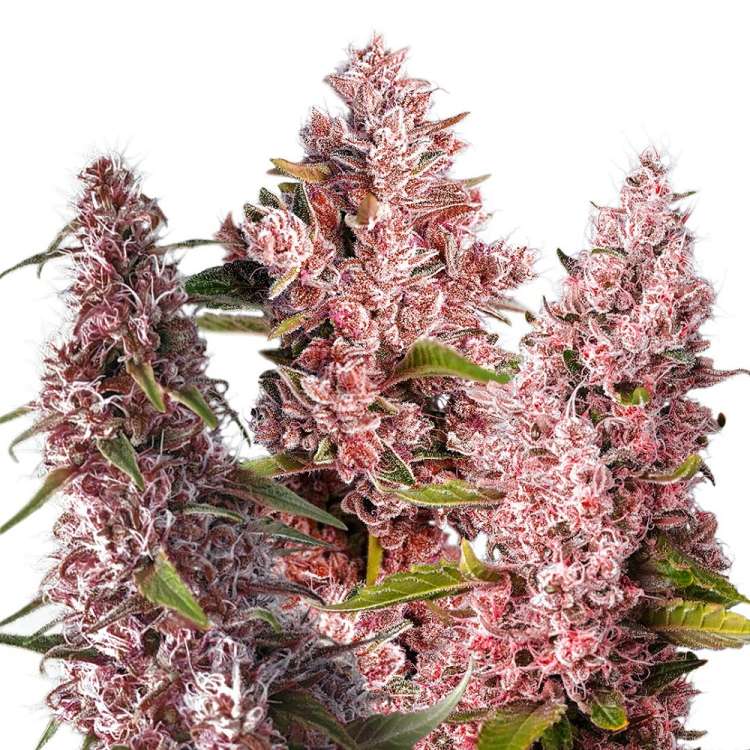 Tropicanna Poison F1 hemp flower with purple shade