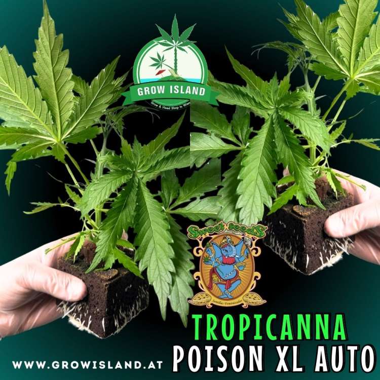 two hands holding two Tropicanna Poison XL AUTO seedling with dark green background, green grow island logo in the upper middle, sweet seeds elephant logo in the right lower middle, seedling name text in the right lower corner
