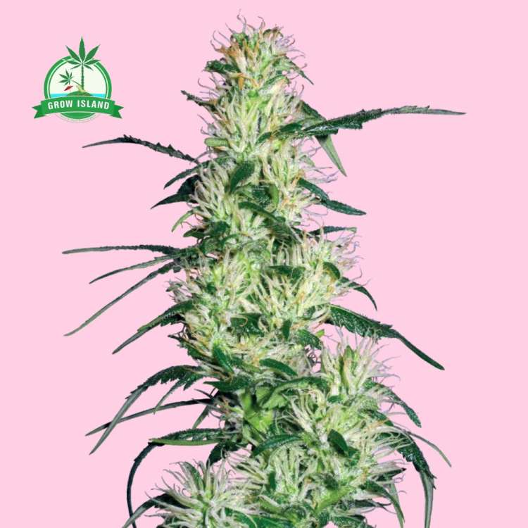 Purple Haze hemp flower long bud with pink background and green Grow Island logo in the left corner