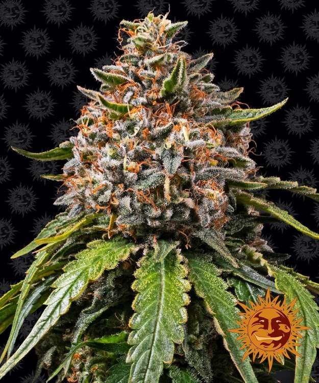 White Widow XXL cannabis flower bud with black background and orange barneys farm sun logo in the right lower corner