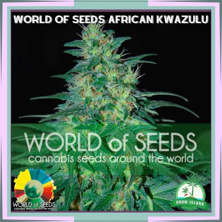 South African Kwazulu hemp flower bud