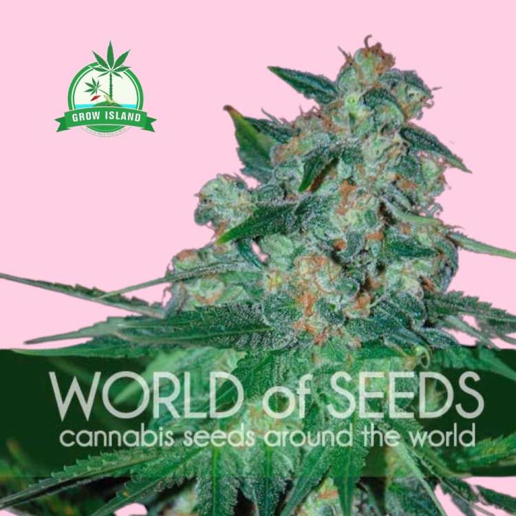 Ketama hemp flower bud with world of seeds text on it, pink background and green Grow Island logo in the upper left corner