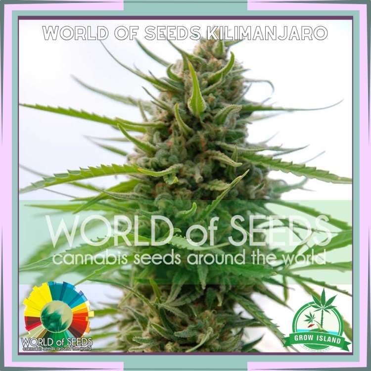 Kilimanjaro hemp flower bud
