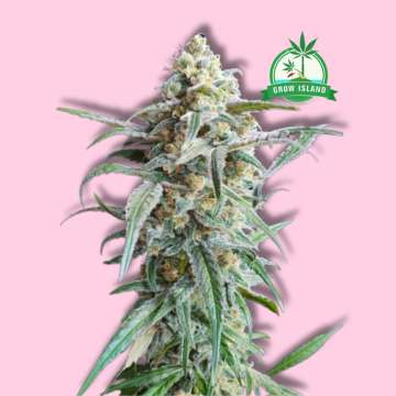 Cherry Pie cannabis flower bud from Advanced Seeds with hell rose background and green Grow Island logo in the right upper corner