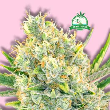 Tezla OG cannabis flower bud from Sensi Seeds with hell rose background and green Grow Island logo in the right upper corner