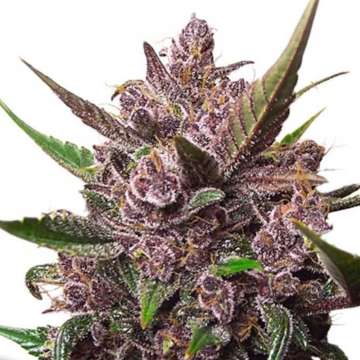 CBD Auto Blackberry Kush cannabis flower bud in purple shade