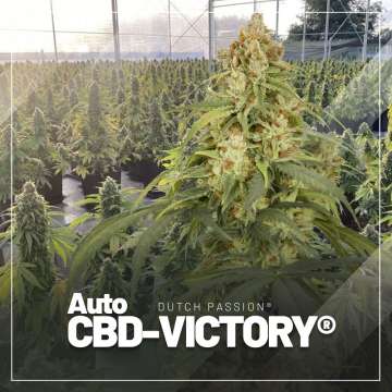 white text in the lower part Auto CBD Victory and this hemp flowers in outdoor cultivation