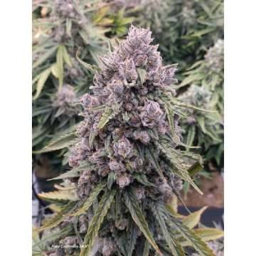 Cinderella Jack cannabis flower bud with purple shade