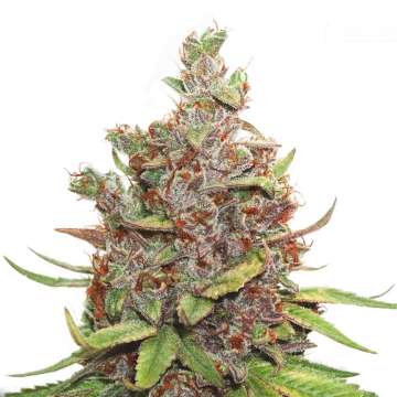 Glueberry O.G cannabis flower bud in purple shade