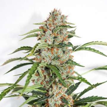 Orange Bud cannabis flower bud