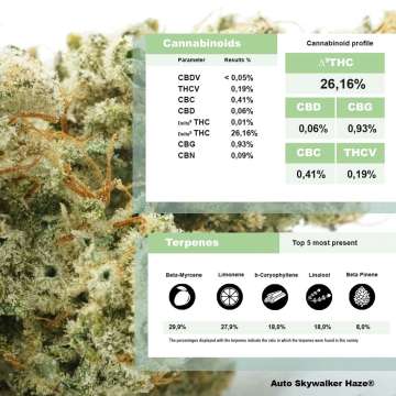 Skywalker Haze data sheets about cannabinoid percentage and terpene profil