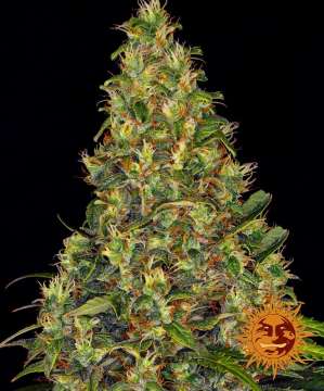 Amnesia Haze cannabis flower bud with black background and orange barneys farm sun logo in the right lower corner