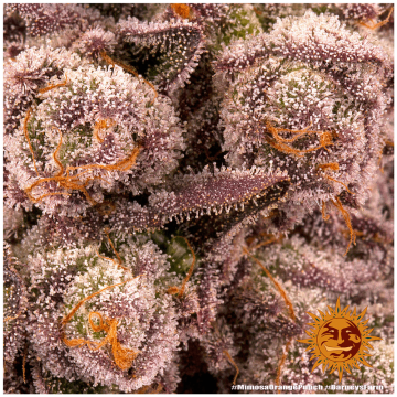 Mimosa x Orange punch cannabis flower bud  and orange barneys farm sun logo in the right lower corner