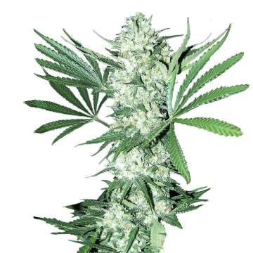 White Widow XXL cannabis flower bud