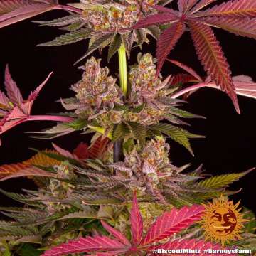 Biscotti Mintz cannabis flower bud with black background and orange barneys farm sun logo in the right lower corner
