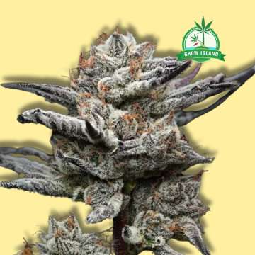 Cannabisblüte der Sorte „Black Cherry Gushers“ von Barneys Farm mit gelbem Hintergrund und grünem Grow-Island-Logo in der oberen rechten Ecke