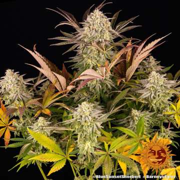 Blue Sunset Sherbert cannabis flower bud with black background and orange barneys farm sun logo in the right lower corner
