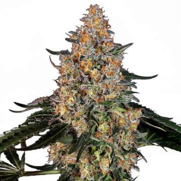 Bubba Kush cannabis flower bud