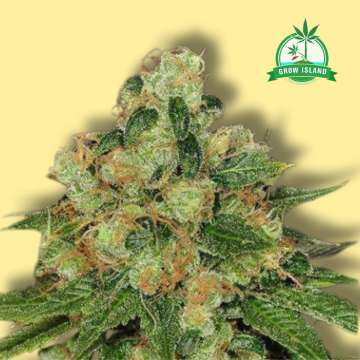 CBD Caramel cannabis flower bud with yellow background and green grow island logo in the upper right corner