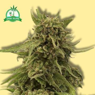 CBD Critical Cure Cannabisblüte mit gelbem Hintergrund und grünem Grow Island-Logo in der oberen linken Ecke