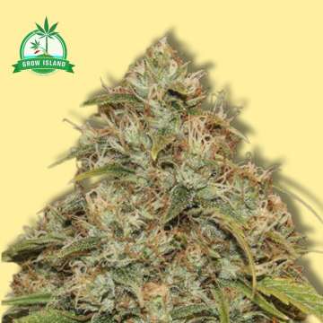 CBD Lemon Potion cannabis flower bud with yellow background and green grow island logo in the upper left corner