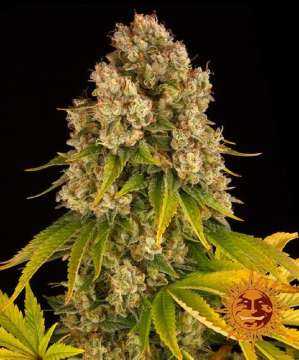 Cheese cannabis flower bud with black background and orange barneys farm sun logo in the right lower corner