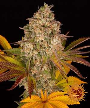 Barney's Farm / AUTO / Cookies Kush